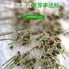 寧夏銀川草子種子銷售部農科所推薦