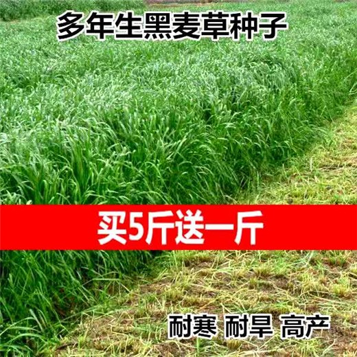 玉树牧草种子公司