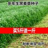昌江區常青牧草種子公司出售進口鹿吃的牧草種子免費試種