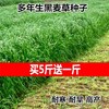 昌江区常青牧草种子公司出售进口鹿吃的牧草种子免费试种