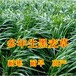 涞水常青牧草种子公司出售进口水稗草牧草种子今年新种
