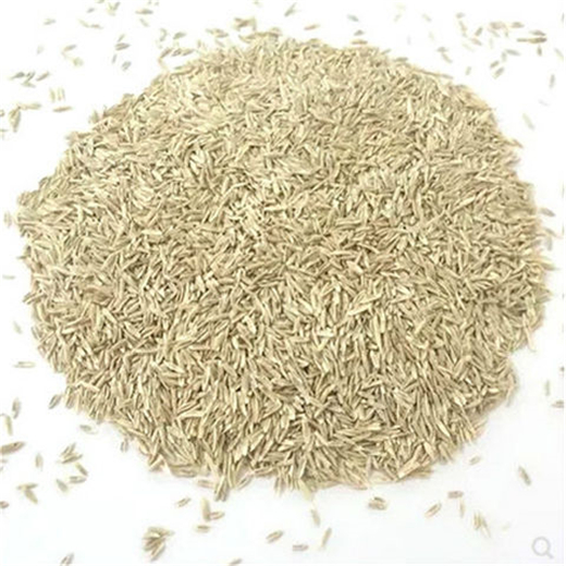 北仑区常青牧草种子供货商出售进口水稗草牧草种子多少钱一斤