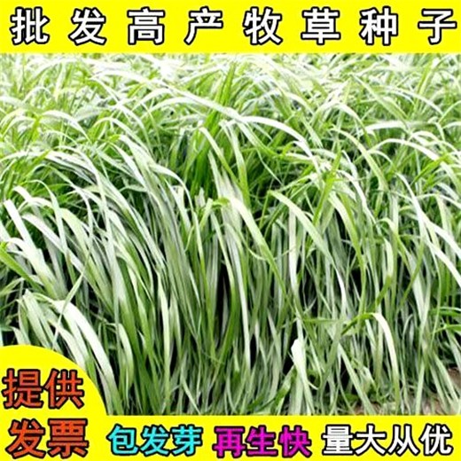 阿里常青草种草籽经销商批发高边坡绿化施工草子