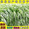 鎮江常青牧草種子廠家出售進口高產量牧草種子芽率