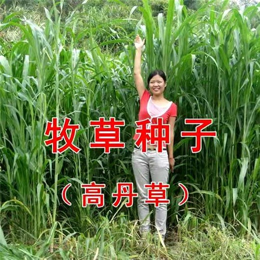 广西贵港常青草种草籽交易市场批发耐寒种子