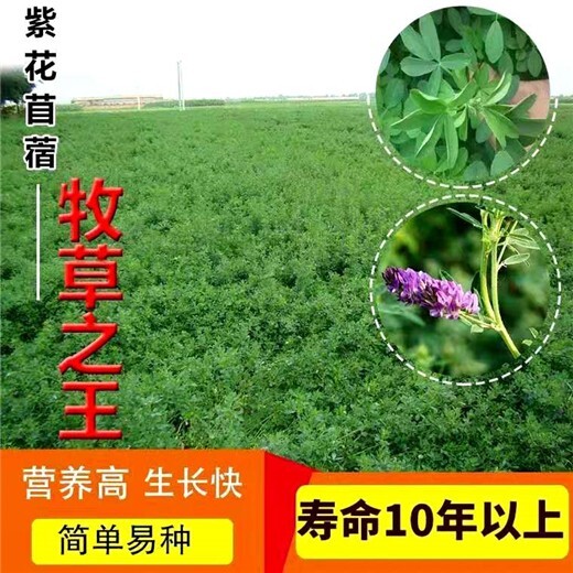 广西百色草坪草籽出售包发芽√