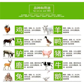 草坪草籽草種黃頁交易市場