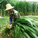 鸠江区常青牧草种子公司出售进口皇竹草种苗送花卉种子