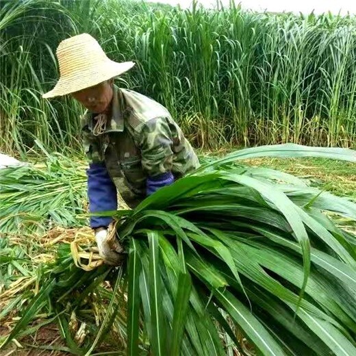 武都区常青牧草种子公司出售进口蝗虫吃的牧草种子送花卉种子