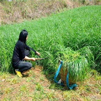 德阳牛羊草种子厂家