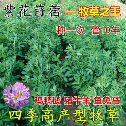 汉滨区常青牧草种子供货商出售进口四季常青牧草种子批发价格