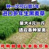 中寧常青牧草種子廠家出售進口綠洲一號種苗貨到付款