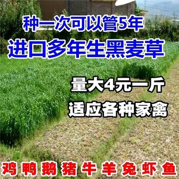 遂宁牛羊草种子厂家