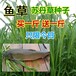 广西梧州常青牧草种子公司出售进口牛吃的牧草种子多少钱一斤