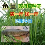 山西阳泉牧草籽联系方式包发芽√图片5