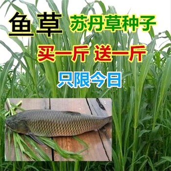 广西桂林牧草种商铺农科所推荐