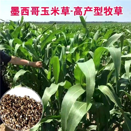 黑龙江牧草种子批发商