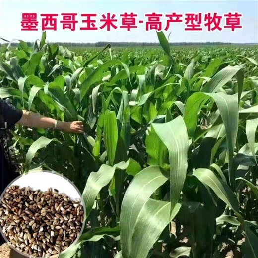 象山区常青牧草种子公司出售进口绿洲一号种苗批发价格