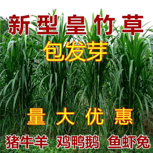 广西防城港常青草种草籽销售点批发固边坡绿化草种草籽