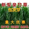 廣西桂林常青牧草種子經銷商出售進口草料種子送花卉種子