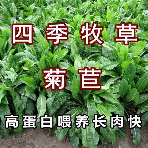 长得矮的草种子草籽草种种子品牌种植资料