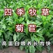 临邑常青牧草种子经销商出售进口苏丹草种子多少钱一斤