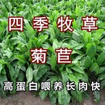 辽阳牧草籽批发图片5