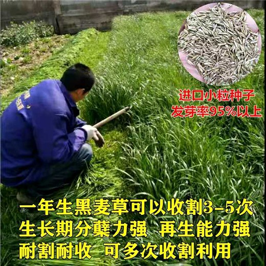 山西忻州常青草种草籽供货商批发速生草籽种子