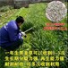 萍乡牛羊草种子厂家