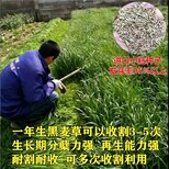 昌都花草种子批发包赔损失图片3