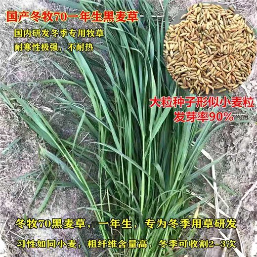 新疆克孜勒苏柯尔克孜常青草种草籽厂家批发黑麦草草籽