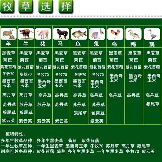 贵州黔东南常青草种草籽批发市场批发红三叶草籽种子
