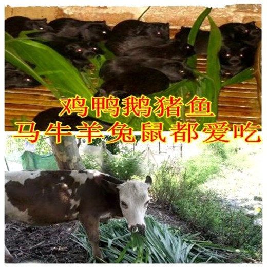 浙江衢州常青草种草籽进口商批发高速边坡草的种子