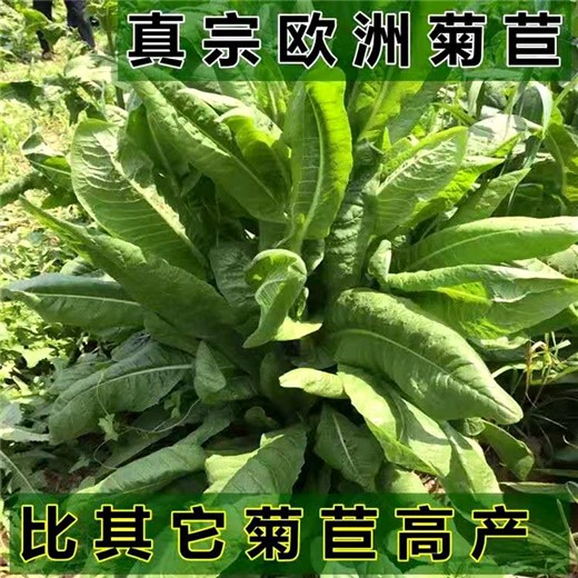 贵池区常青牧草种子经销商出售进口驴吃的牧草种子免费试种