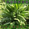 天門牧草種子生產廠家免費種植