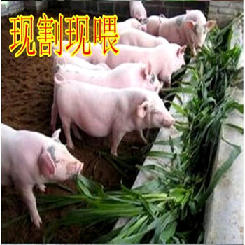 多年生花種草籽供應(yīng)聯(lián)系方式