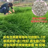 淮北牧草种子销售图片5