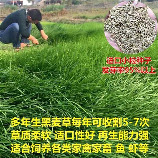景区绿化草籽销售部价格便宜,天津周边常青草种草籽