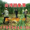 甘肅慶陽常青草種草籽銷售點供應花卉草的種子