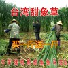 居巢區常青牧草種子公司出售進口高產量牧草種子免費試種