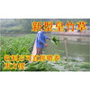 安徽黃山常青草種草籽交易市場供應早熟禾種子