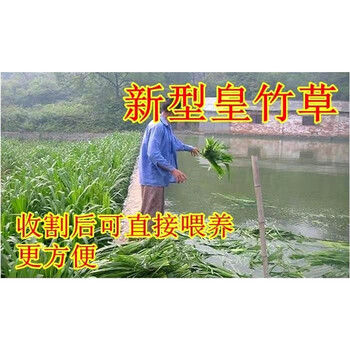 常州花草种子厂家免费技术