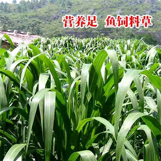 安徽蚌埠常青草种草籽厂家批发生态修复草种籽