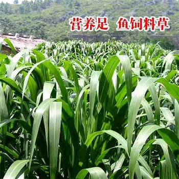 野花组合种子供应商大量供应,重庆巫山常青草种草籽
