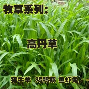 内蒙古通辽草种零售点货到付款√