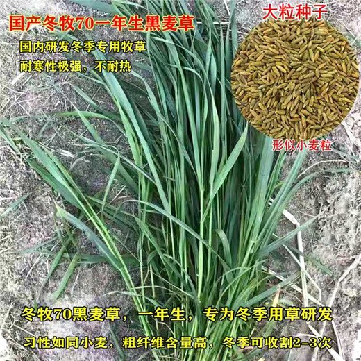 当阳常青牧草种子公司出售进口玉米草牧草种子今年新种