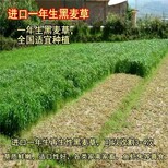 广安牧草种子销售图片3