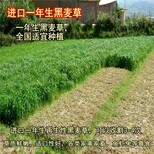 富平常青牧草种子厂家出售进口玉米草牧草种子批发价格图片2