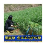 淮北牧草种子销售图片1