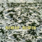 山坡地牧草种子批发商代理,曲靖常青草种草籽